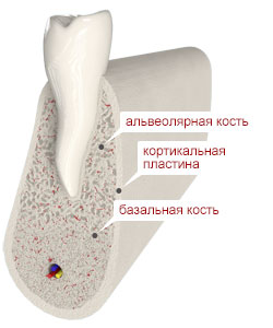 строение костной ткани челюсти человека