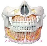 зубочелюстная система
